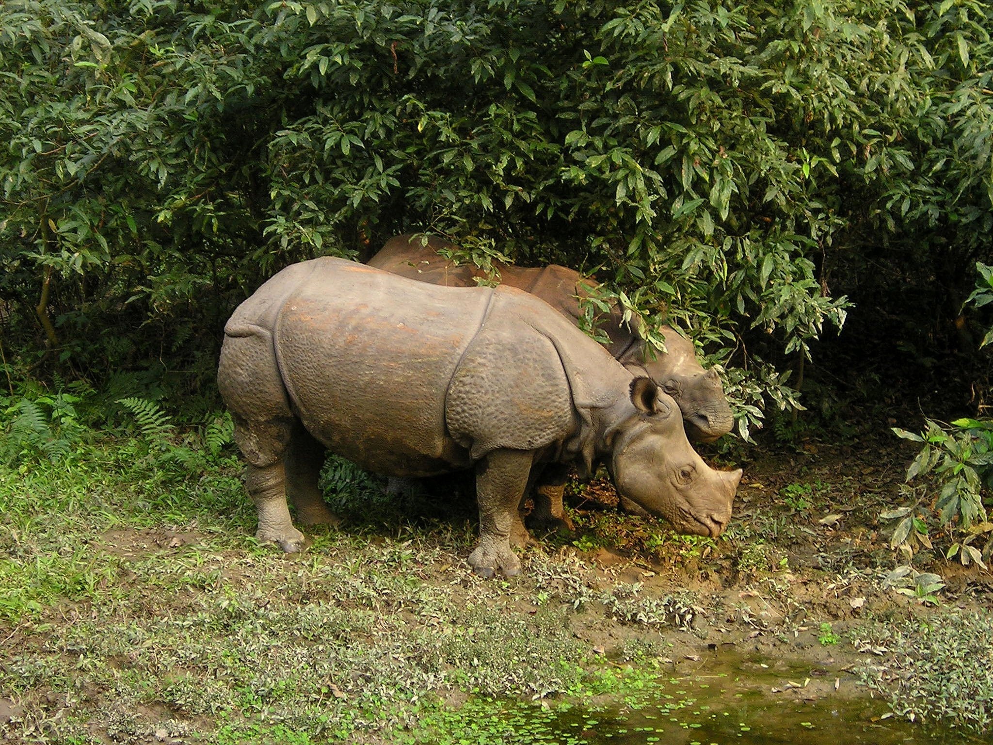 https://reiselokal.com/wp-content/uploads/2026/08/simon-rhinos-382.jpg